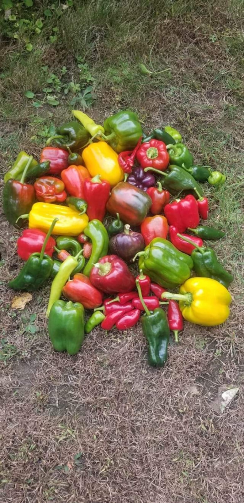 35 Pepper Seeds Variety – 25 Bell Pepper – 10 Purple Cayenne Pepper