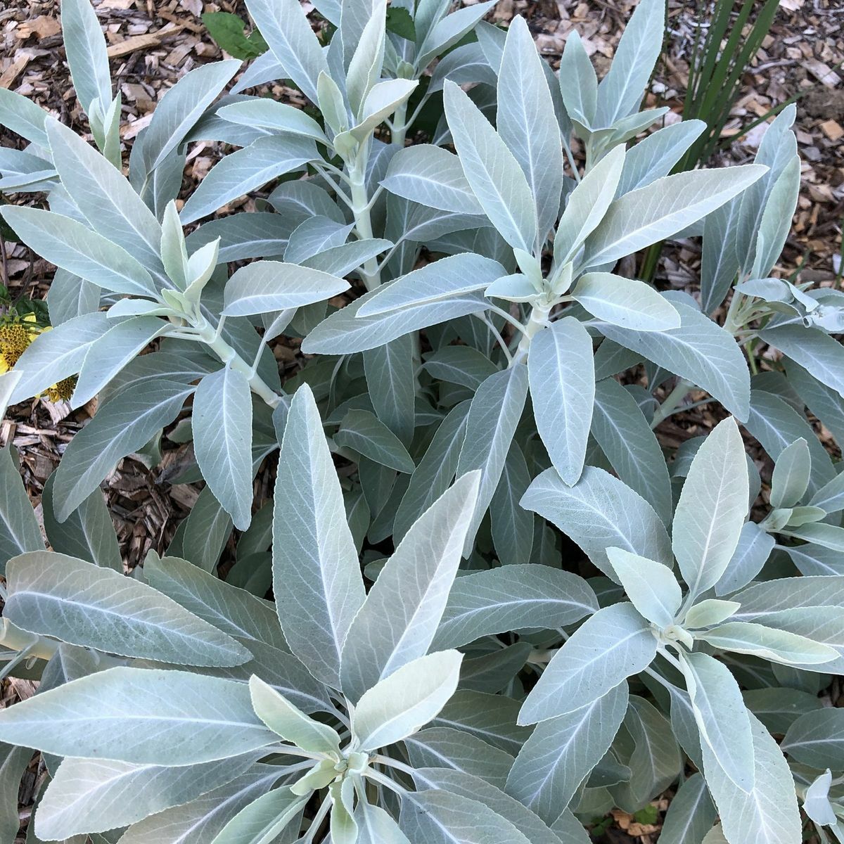 Salvia apiana WHITE SAGE Seeds!