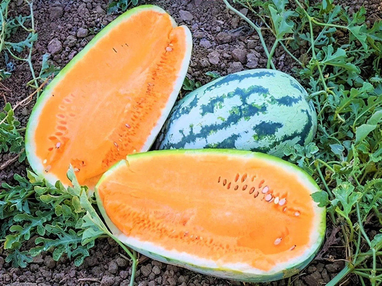 20+ Tendersweet Orange Watermelon Seeds ——————– Heirloom — NON GMO
