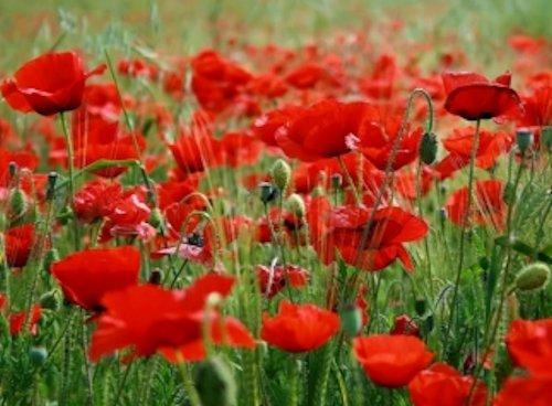 3000 Red Corn Poppy Seeds Papaver rhoeas Free Shipping
