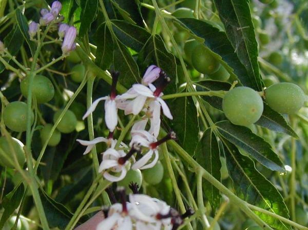 Melia azedarach | Chinaberry Tree | Syringa Berry Tree | Cape Lilac | 10 Seeds