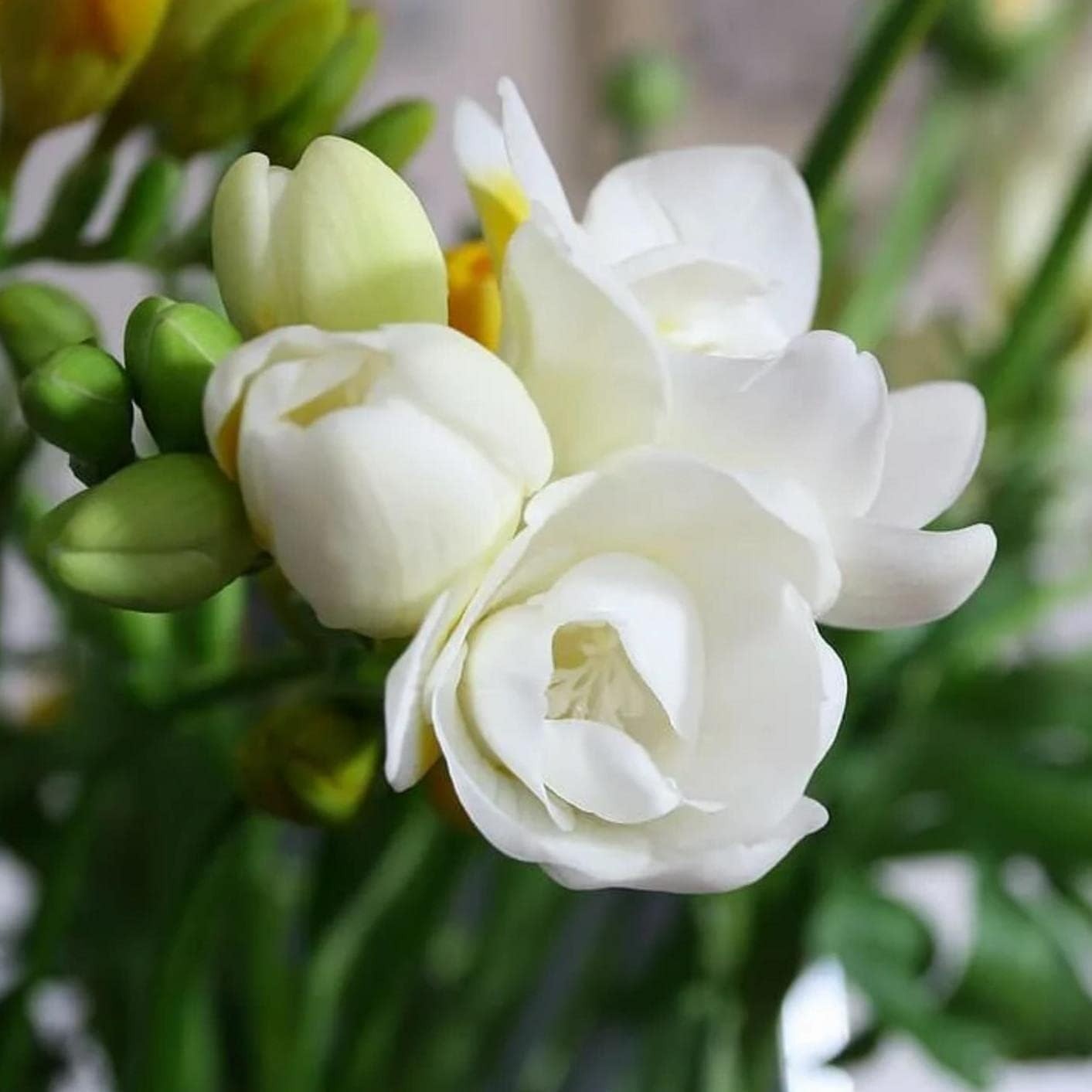 200+ Climbing Jasmine Flower Seeds – Fragrant Non-GMO Choice for Garden Elegance