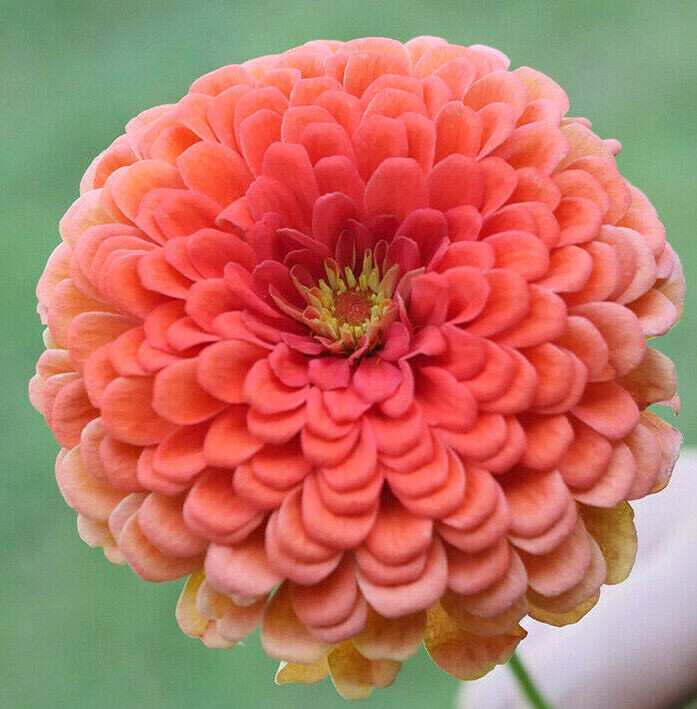 Coral Beauty Zinnia Seeds | USA Garden Flower Pink Salmon Rose Color Seed 2024