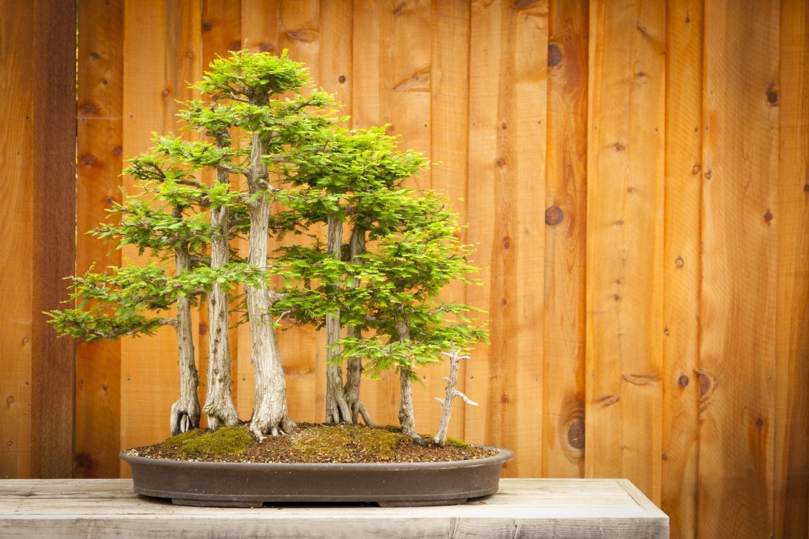 10 Bald Cypress, bonsai, seeds conifer, tree, spring indoors, outdoors, plant.