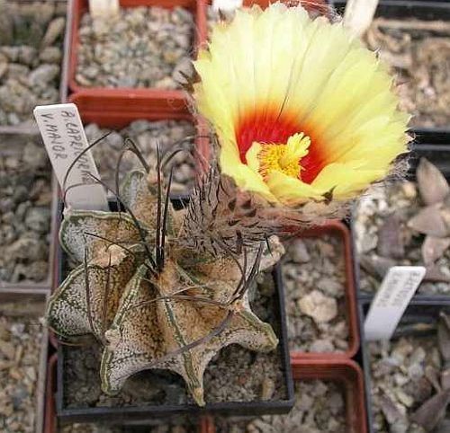 Astrophytum Capricorne Major Seeds 5 Seeds Free Shipping!