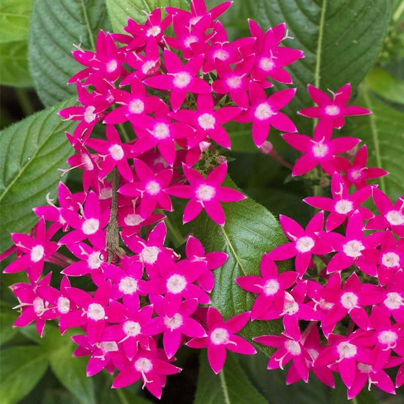 110+ Perennial Pentas Lucky Star Flower Seeds for Planting Outdoor-Non-Gmo Heirl