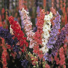 Delphinium Messenger Mix 2,000 seeds