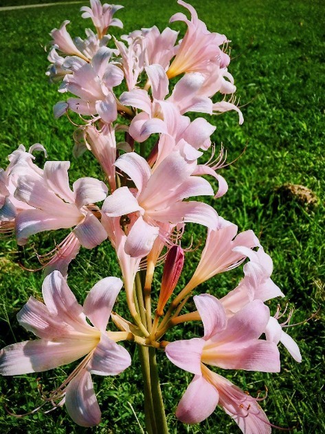 10 Lycoris Squamigera Surprise Lily, Magic, Resurrection Lily Bulbs 🌸