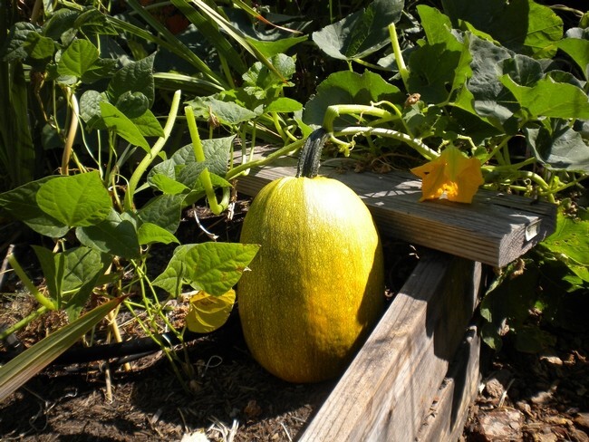 SPAGHETTI SQUASH SEEDS 20 WINTER SQUASH LOCALLY GROWN Vegetable FREE SHIPPING