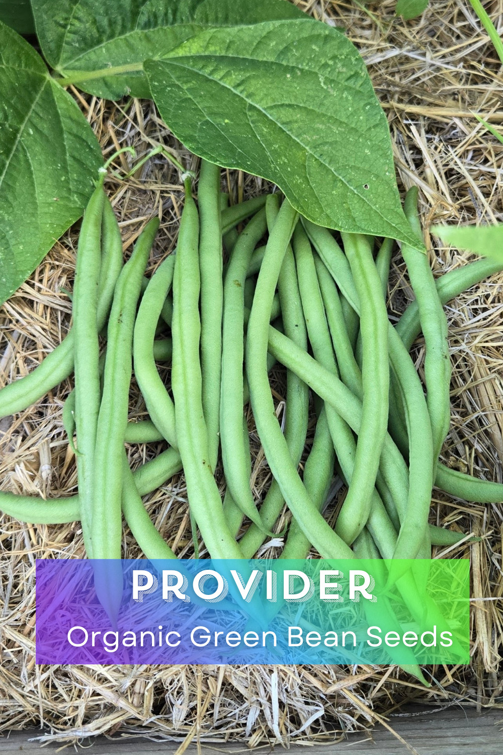 SUMMER SURVIVAL GARDEN ⭐ Homestead Collection ⭐ 18 Heirloom Herb & Veggie Seeds