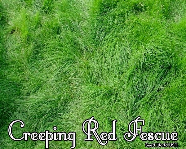 Boreal Creeping Red Fescue Grass Seed (Festuca rubra) Shade Tolerant – 5 Lbs.
