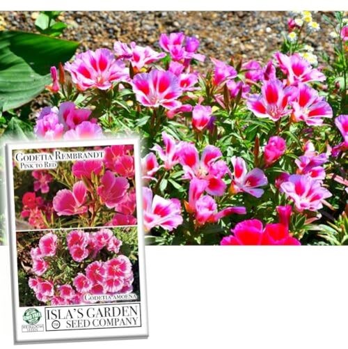 Pink to Red Godetia Rembrandt Flower Seeds (Clarkia Amoena) – 1500+ Non-GMO