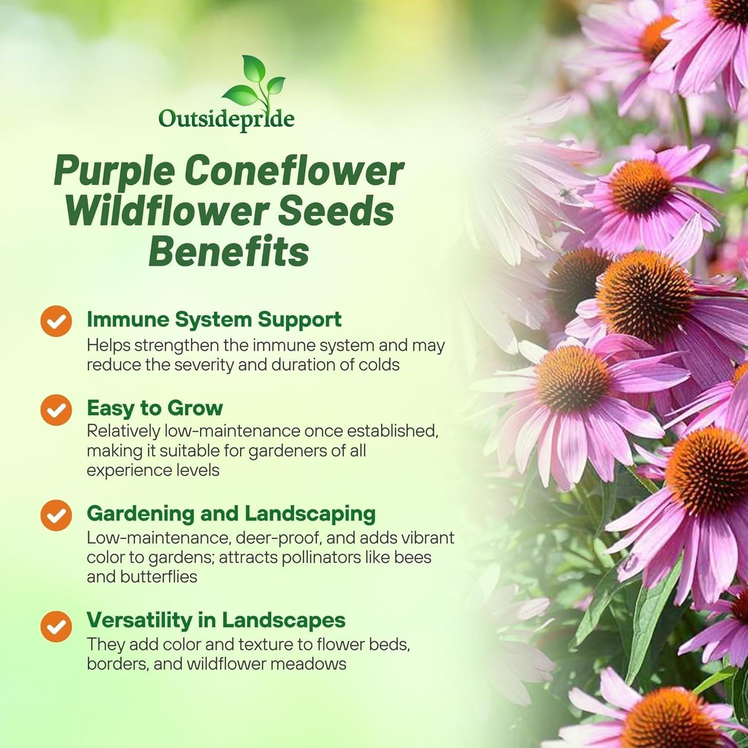 Heirloom Purple Echinacea Coneflower Seeds – 1/4 lb Deer-Resistant & Easy Care