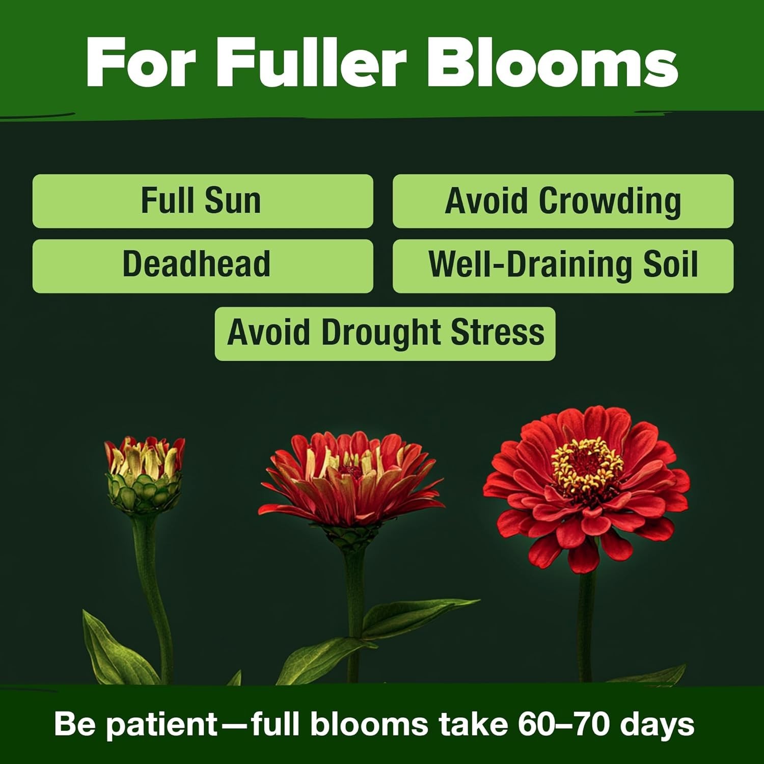 Vibrant Zinnia Dahlia Seeds (524 Count) | Effortless Blooms for Any Gardener