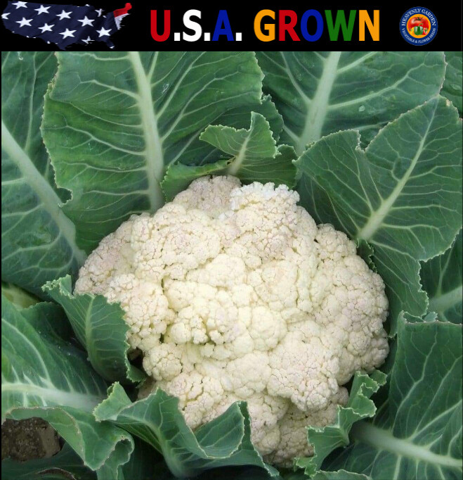 250 Cauliflower Seeds Snowball Y Improved Heirloom – Non-GMO – Always Fresh Seed