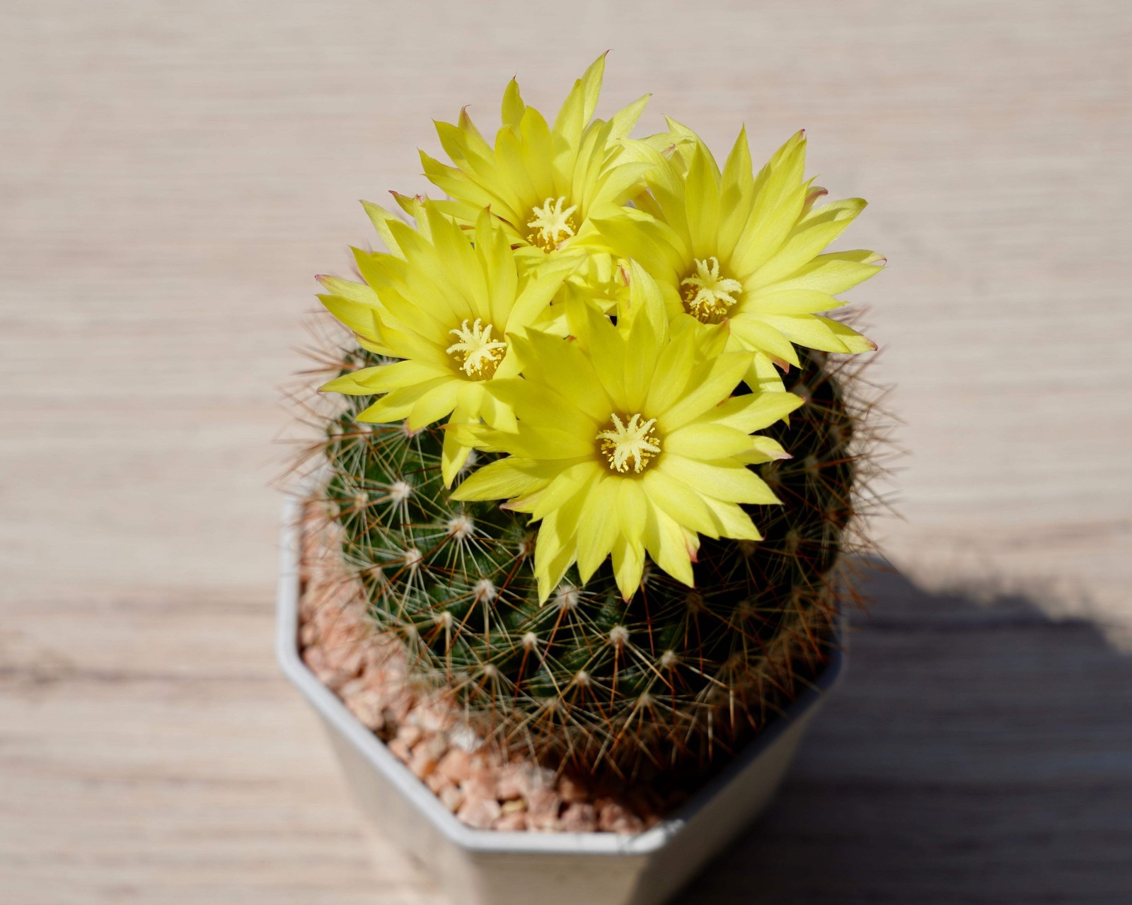 50 CACTUS MIX ‘FINEST MIXED’ Succulent Flower Seeds *Flat S/H