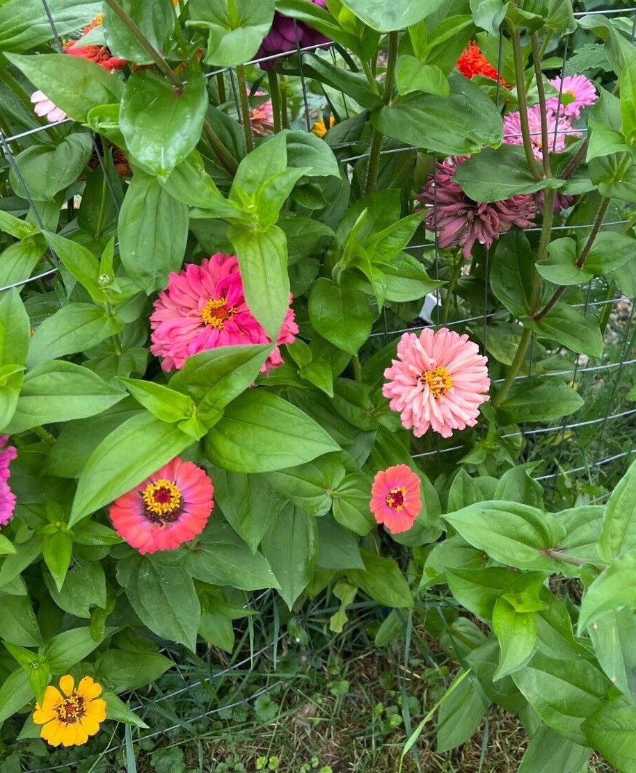 Zinnia Seed Mix – Lilliput, Thumbalina, Unicorn, Queeny Lime, and more!