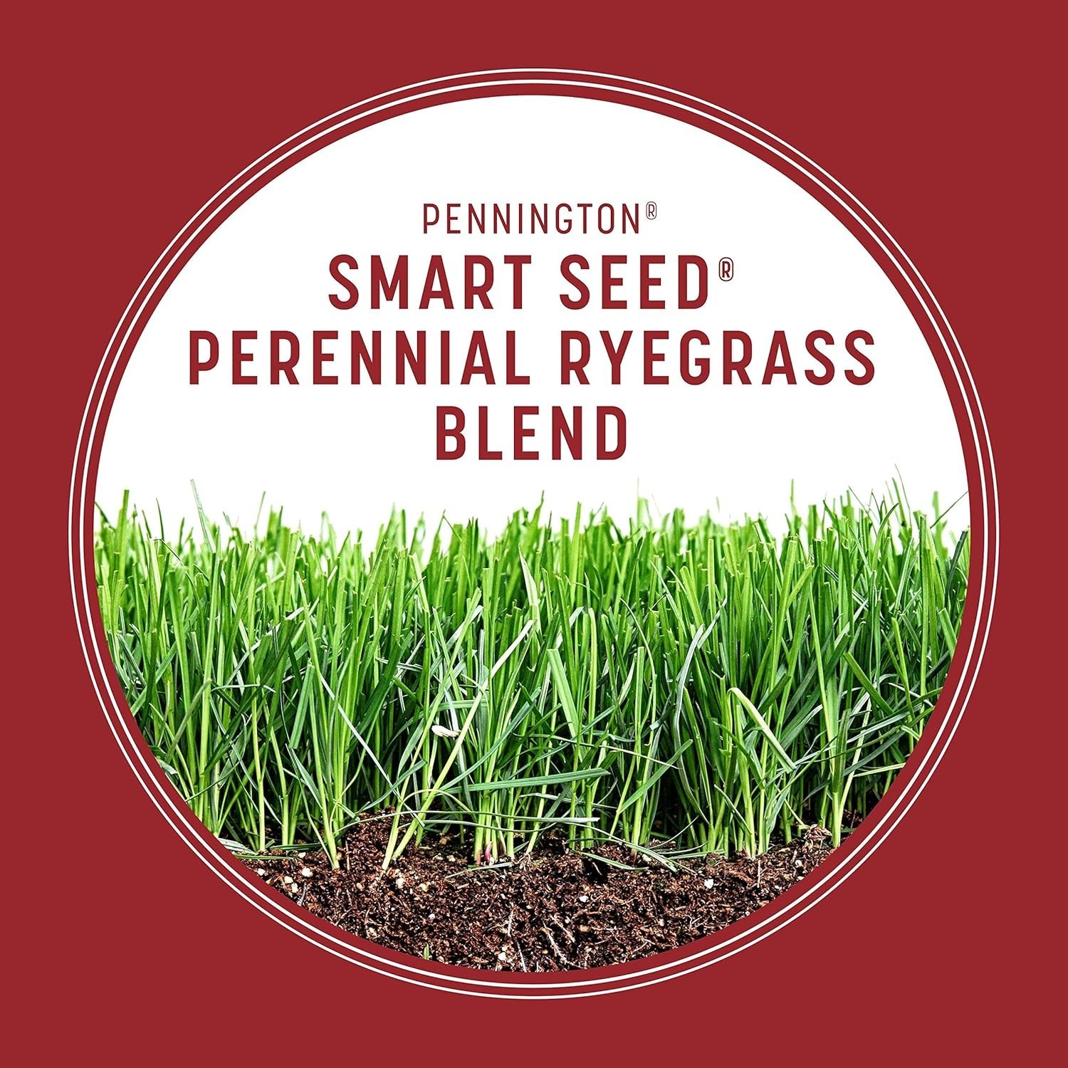 3 lb Smart Seed Perennial Ryegrass – Disease Resistant, Grows After