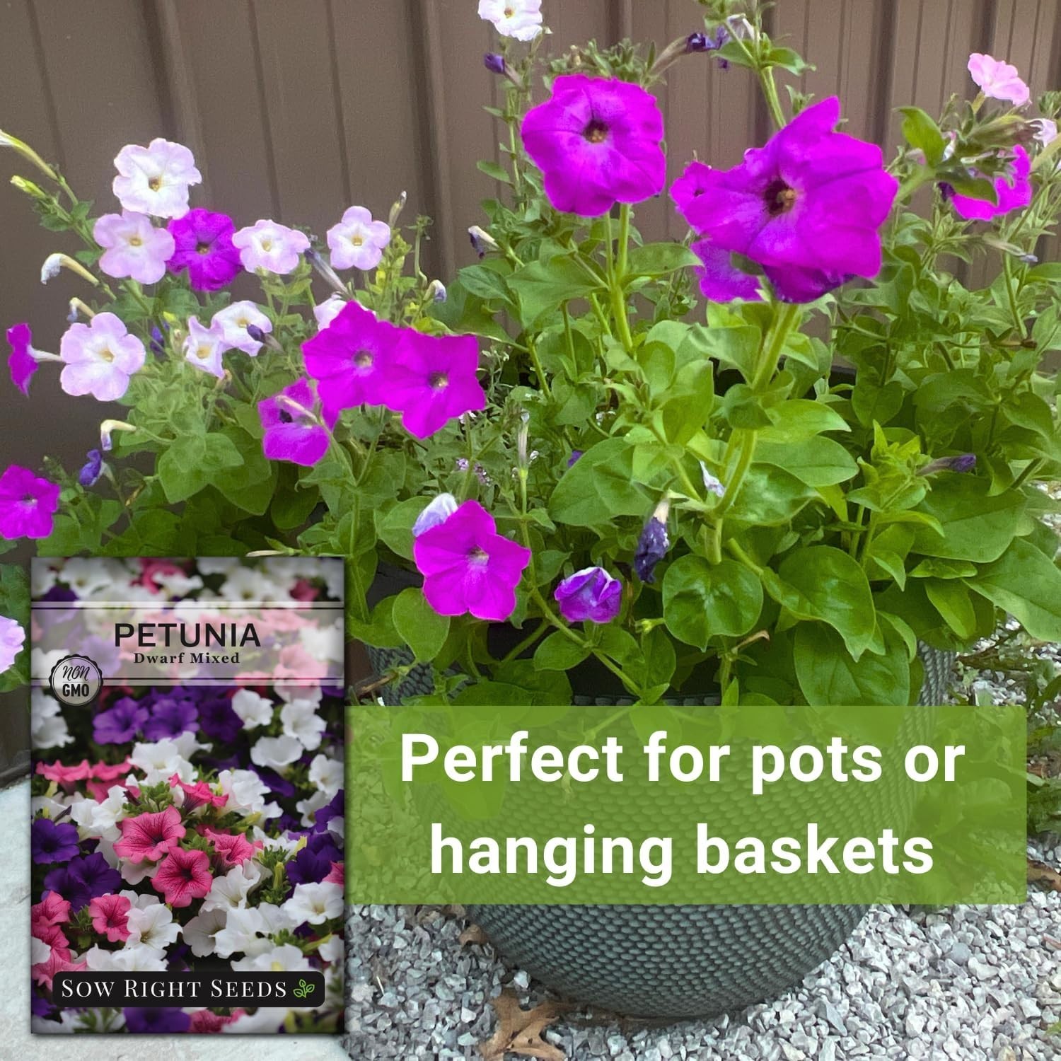 Fragrant Dwarf Petunia Seeds – Attract Pollinators with Vibrant Heirloom Blooms