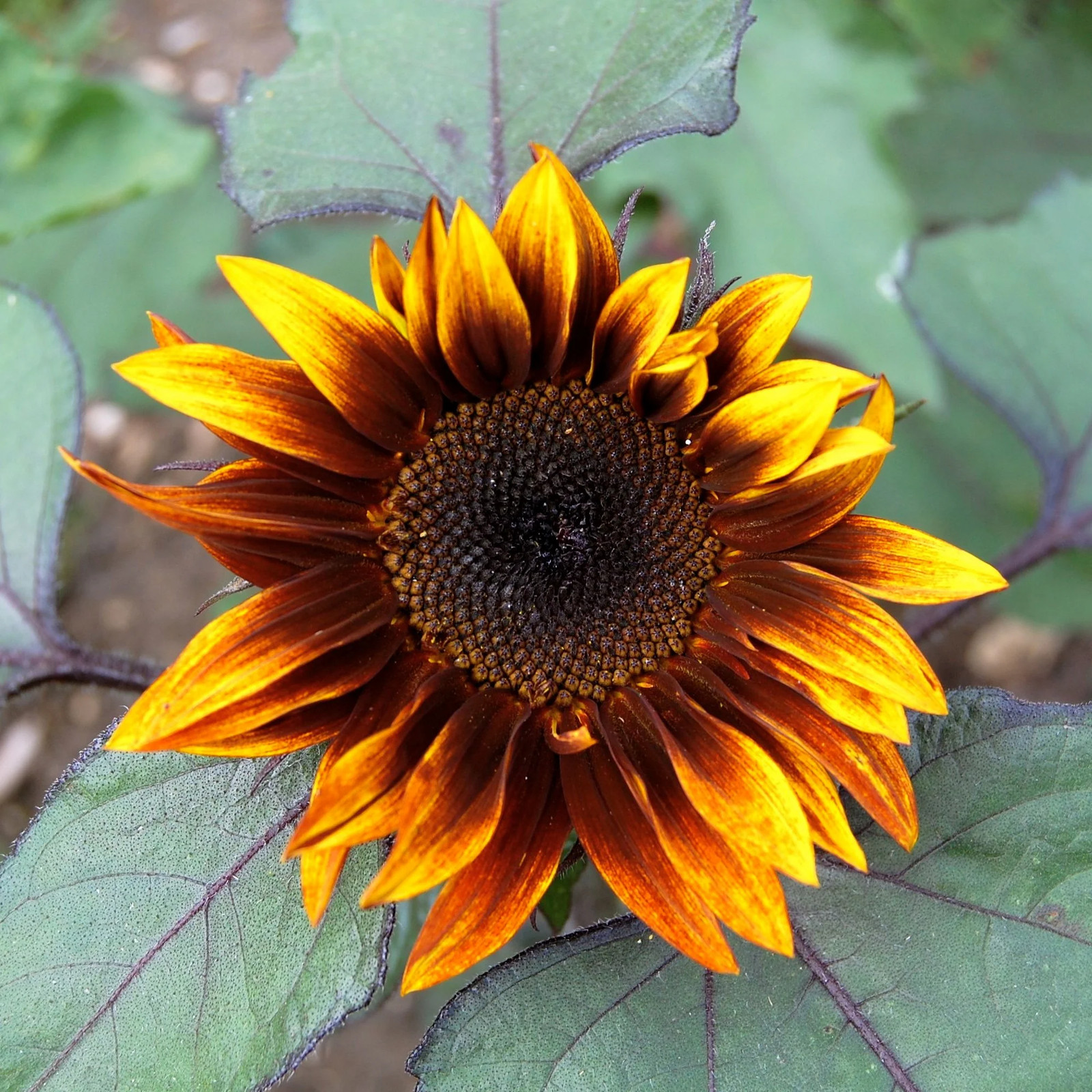Earthwalker Sunflower Seeds | Helianthus Tall Sunset Shades Sun Flower Seed 2024