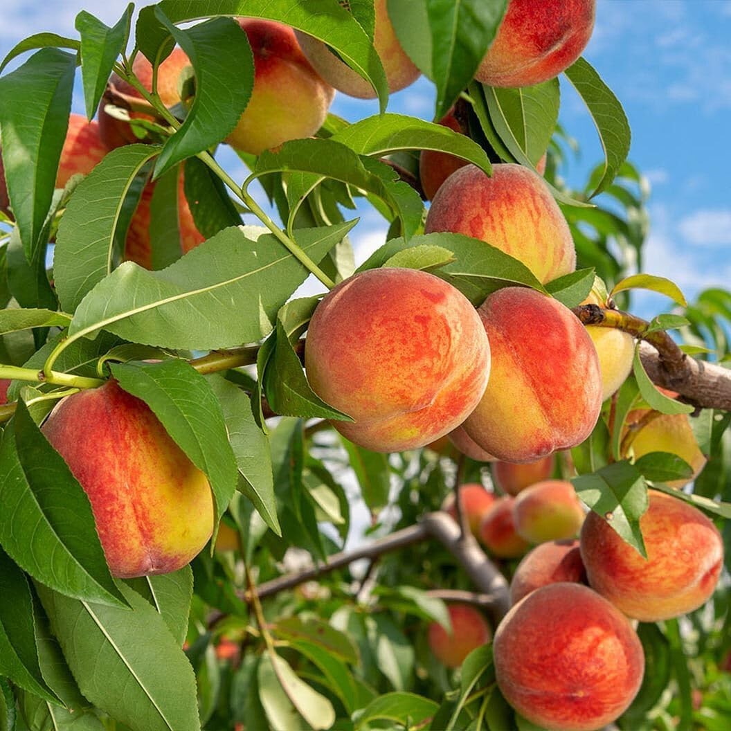 Grow Delicious Peaches with 5 Nemaguard Non-GMO Seeds – Great Garden Gift