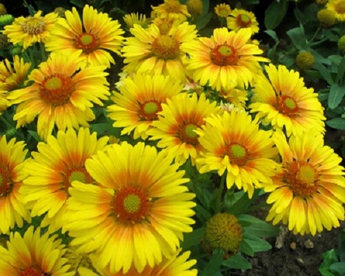 Gaillardia Seeds Gaillardia Arizona Apricot 50 Seeds