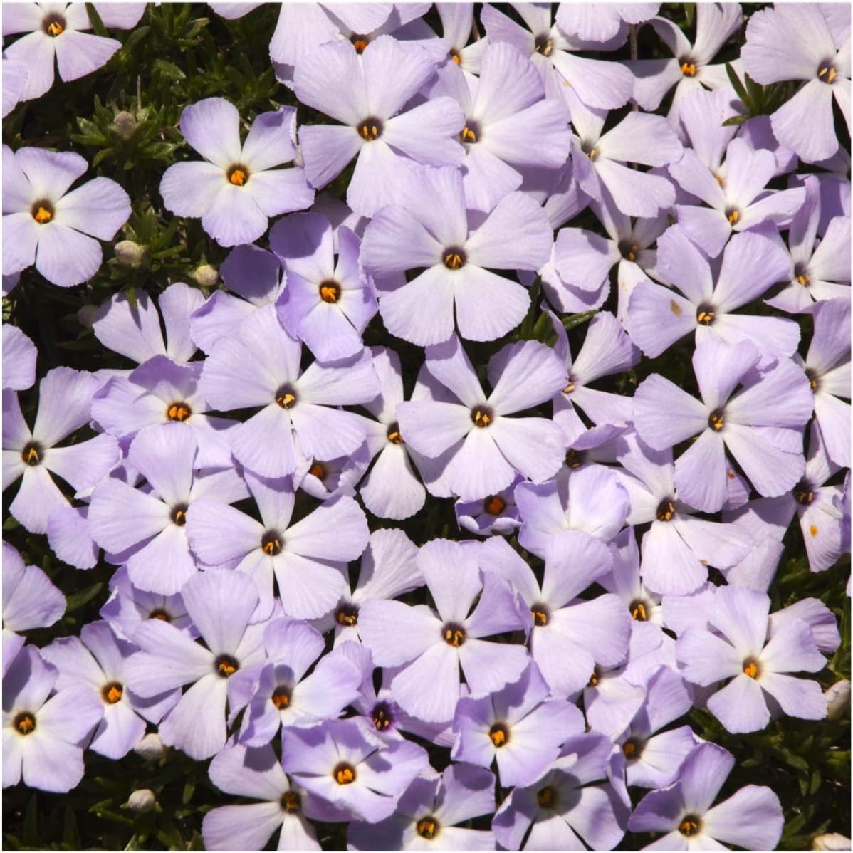 1,000 Drought-Resistant Mountain Phlox Seeds – Vibrant Heirloom Annual Flowers