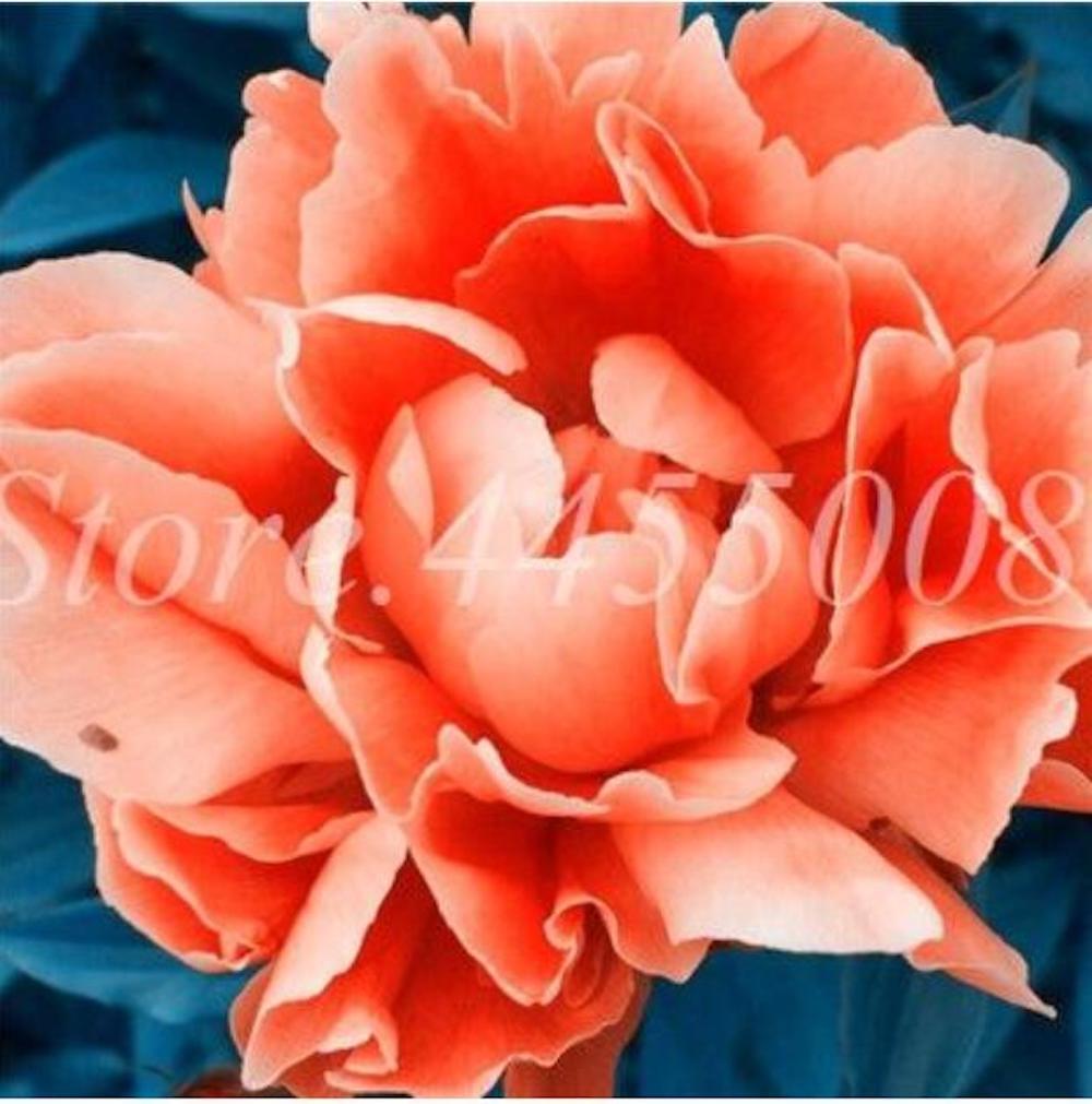 20 EXOTIC RARE PEONY SEEDS for garden flower beds plant bush USA SELLER USPS