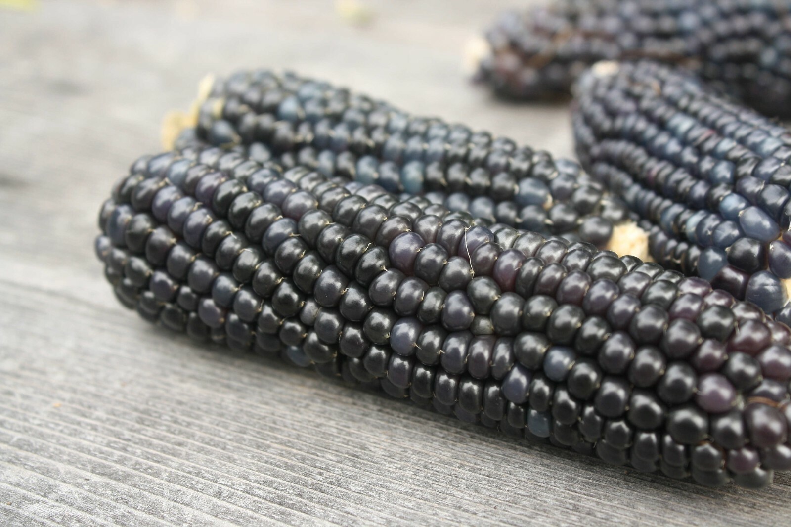 50+BLUE HOPI CORN Seed Organic Native Heirloom Summer Fall Vegetable Garden Easy