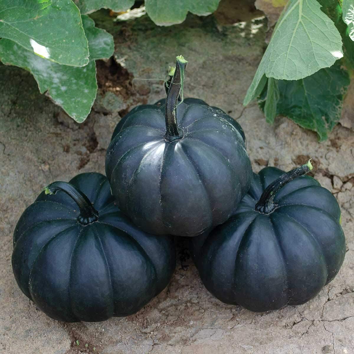 20 Exotic Black Pumpkin Seeds to Grow Stunning Black Kat Pumpkins