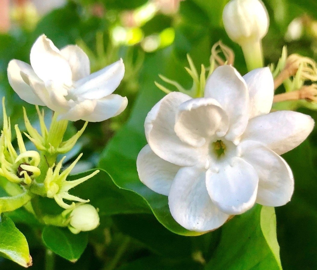 Sambac JASMINE~Jasminum sambac~~Rooted STARTER Plant~Extremely Fragrant
