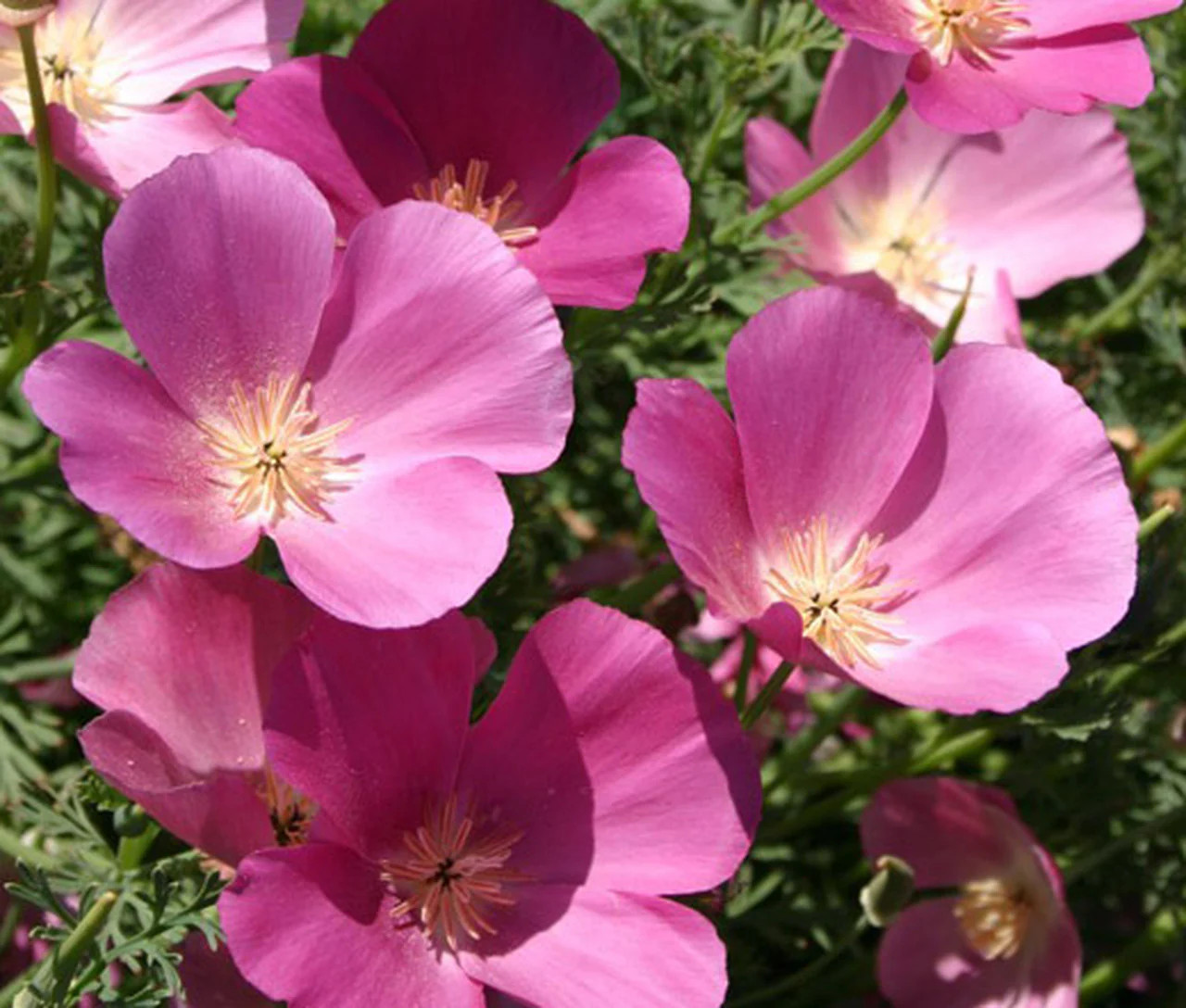 Purple Gleam California Poppy Seeds | Lavender Pink Poppies Flower Seed for 2024