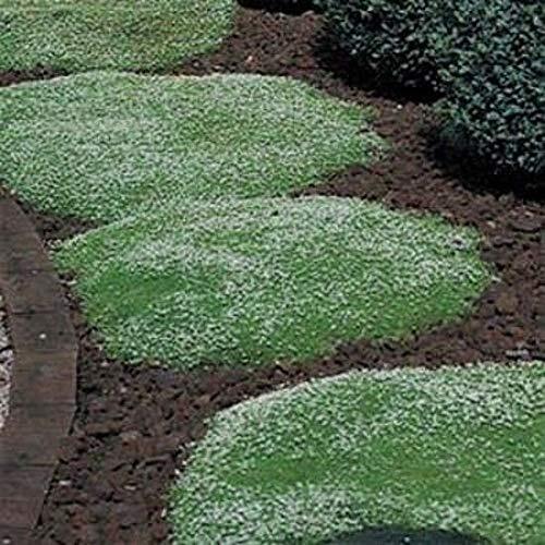 Irish Moss Seeds – 100+ Seeds – Grow Stunning Ground Cover That Blooms Attractiv