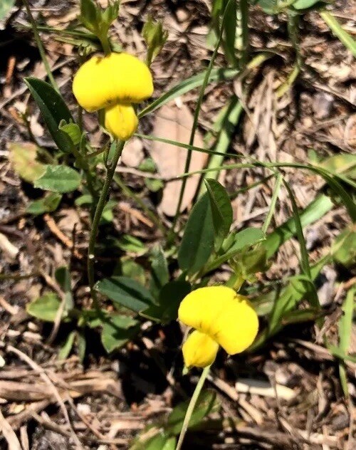 40+ “Rabbitbell” Seeds Native FL Wildflower (Crotalaria rotundifolia)