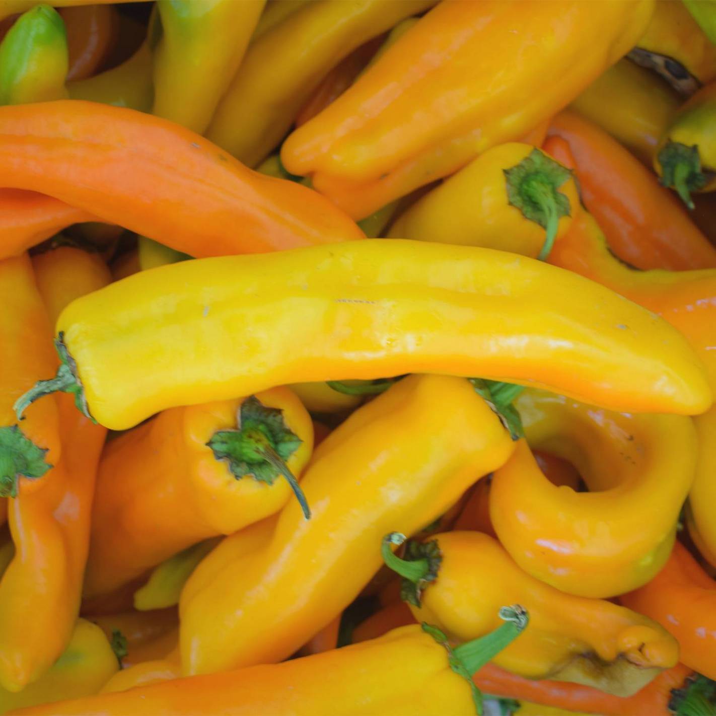 Corno DI Toro Giallo Pepper Seeds 30+ YELLOW Italian Sweet USA FREE S&H RARE