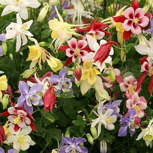 1,000+ McKana Giants Columbine Perennial Seeds Mixed Multiple Colors Aquilegia