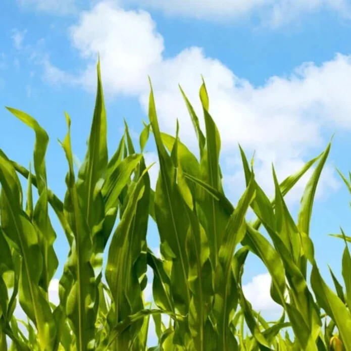 50pcs Golden Bantam Corn Heirloom Seeds – Non-GMO, Open-Pollinated, Sweet