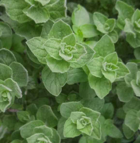 Greek Oregano | Heirloom | Herb