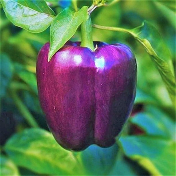 50+ PURPLE BEAUTY SWEET BELL PEPPER, LILAC BELL PEPPER, ORGANIC SEEDS HEIRLOOM