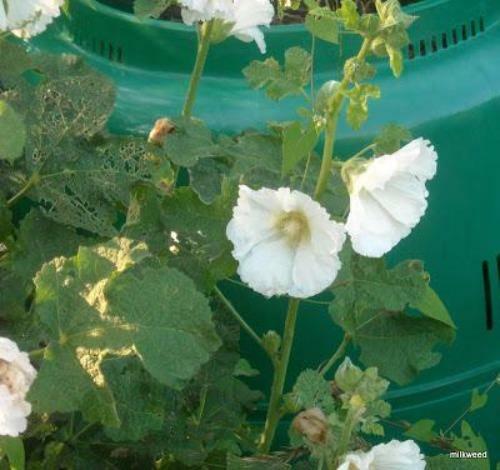 Alcea rosea subsp. ficifolia | Antwerp or Fig Leaf Hollyhock | 10 Seeds