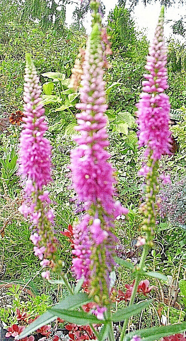 pink veronica longifolia, 160 seeds, LONG LEAF SPEEDWELL, HARDY *USA seller