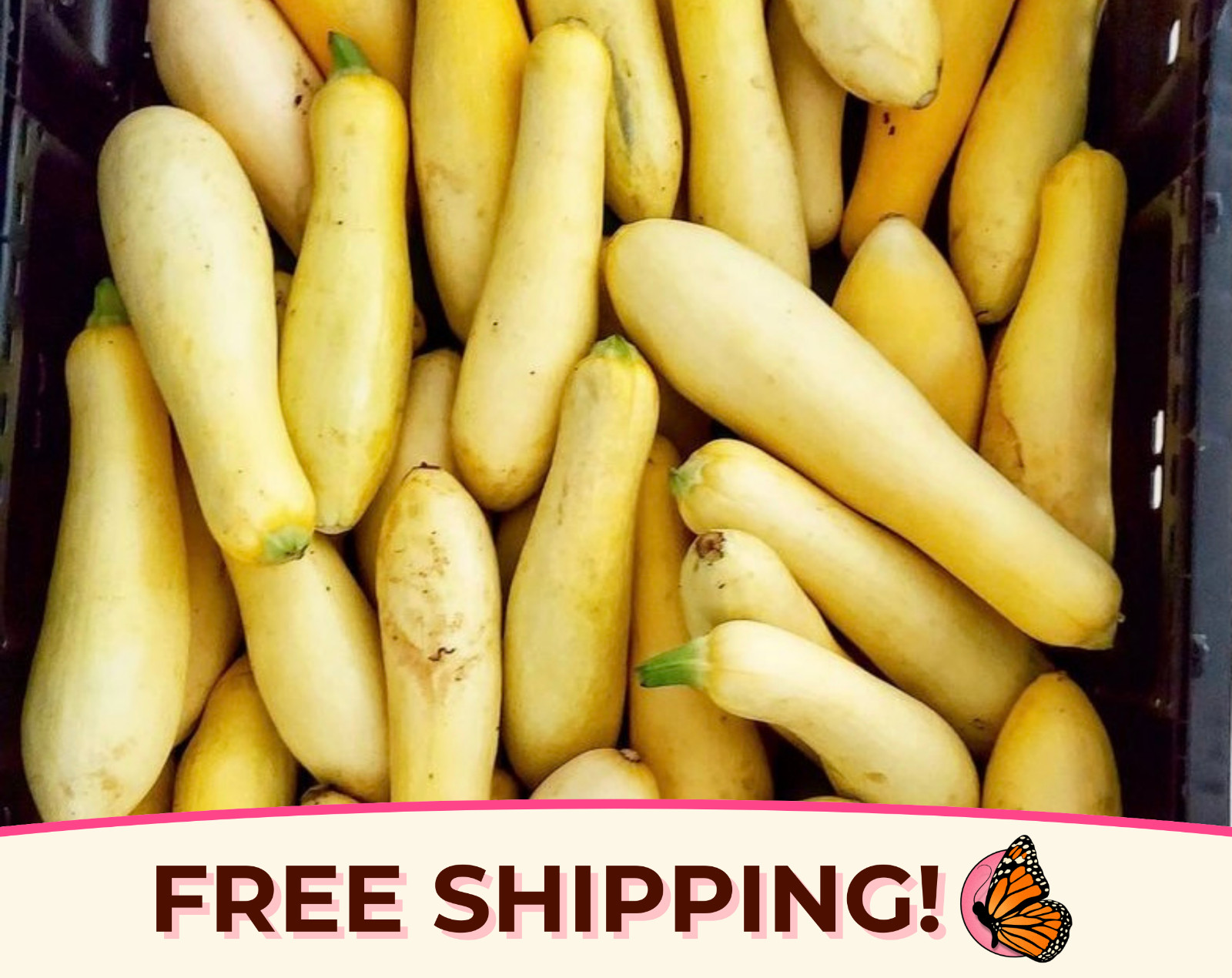 70+ Squash Seeds ‘Yellow Prolific Straightneck’ | Heirloom, Non-GMO, Vegetable