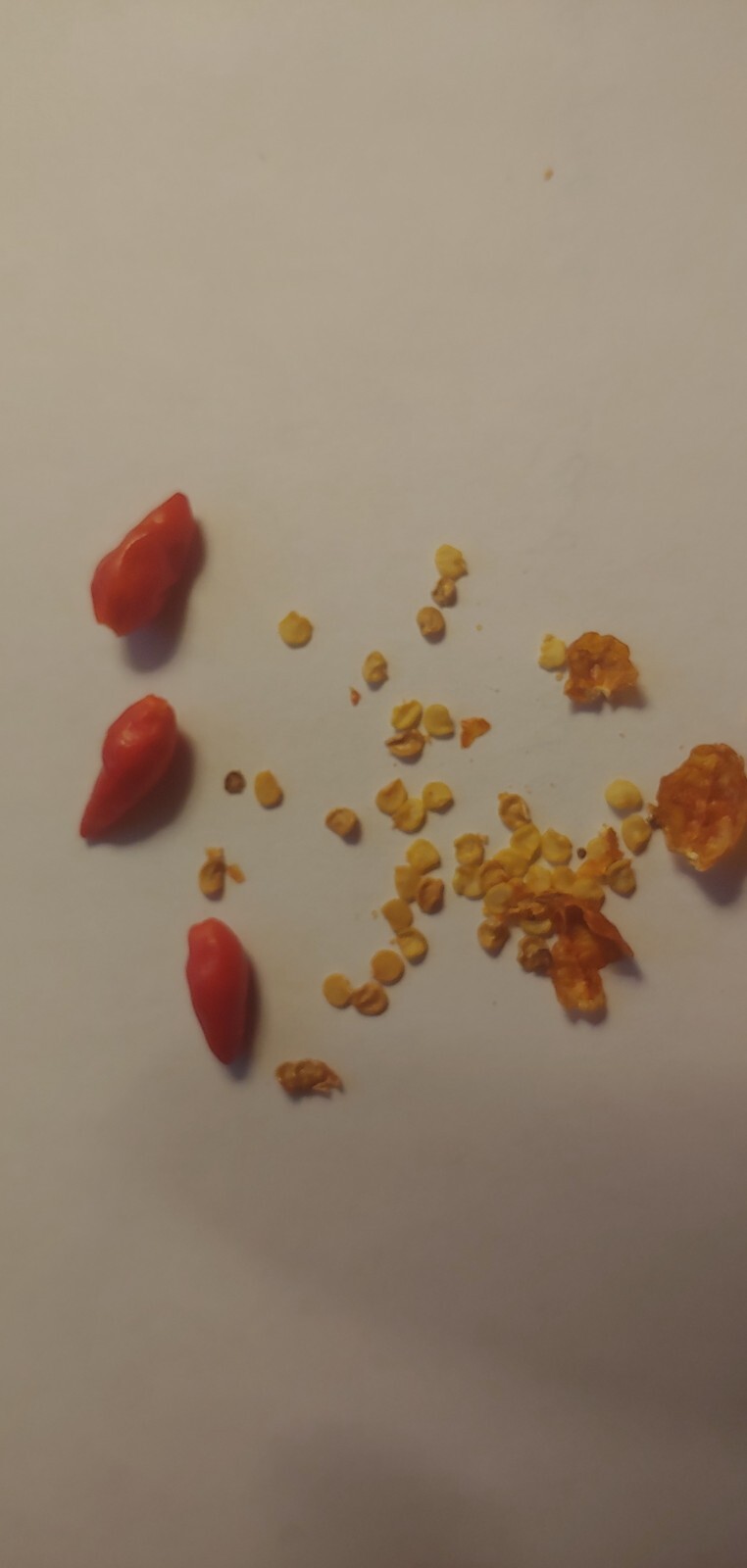 30 Bird’s Eye Chili Hot Peppers seeds , Non-GMO seeds Organic USA grown