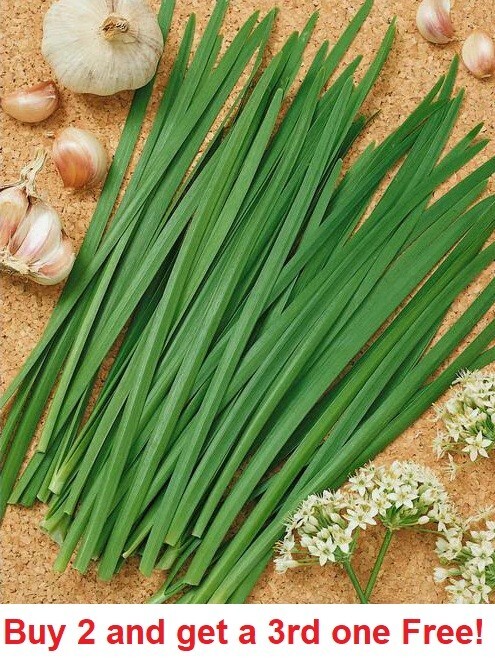 Garlic Chives Seeds Fresh Garden 100+ Seeds
