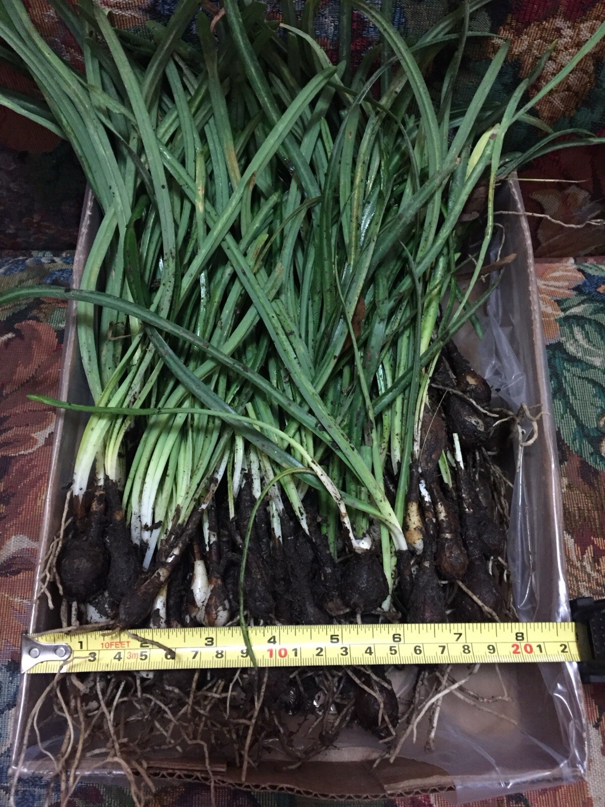 10 LARGE Red Spider Lily Bulbs DUG FRESH UPON PURCHASE Lycoris radiata