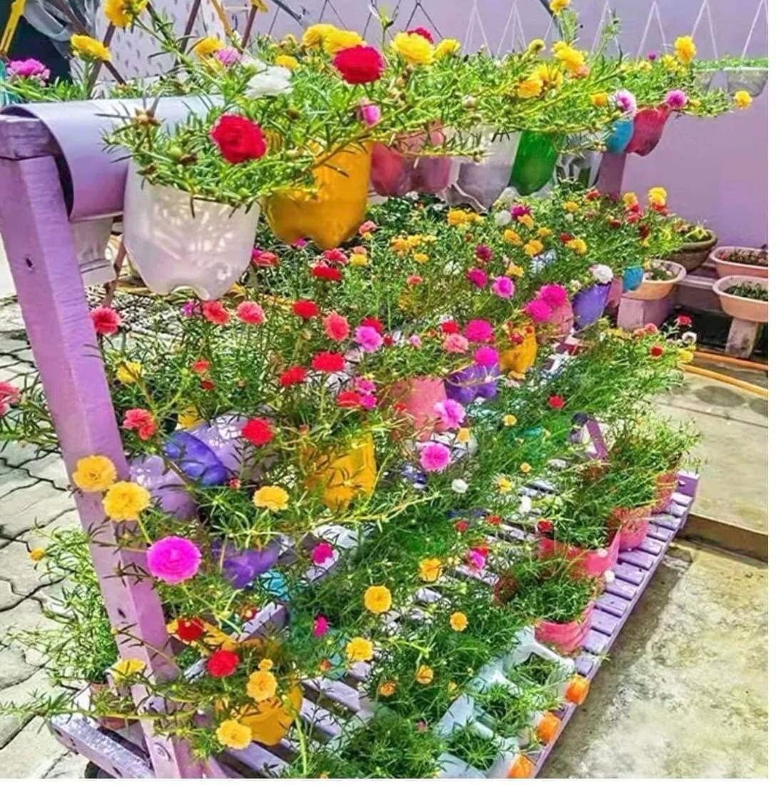 1000+SEEDS MOSS Rose Double Mix – Portulaca grandiflora Buy2Get1Free(add2)