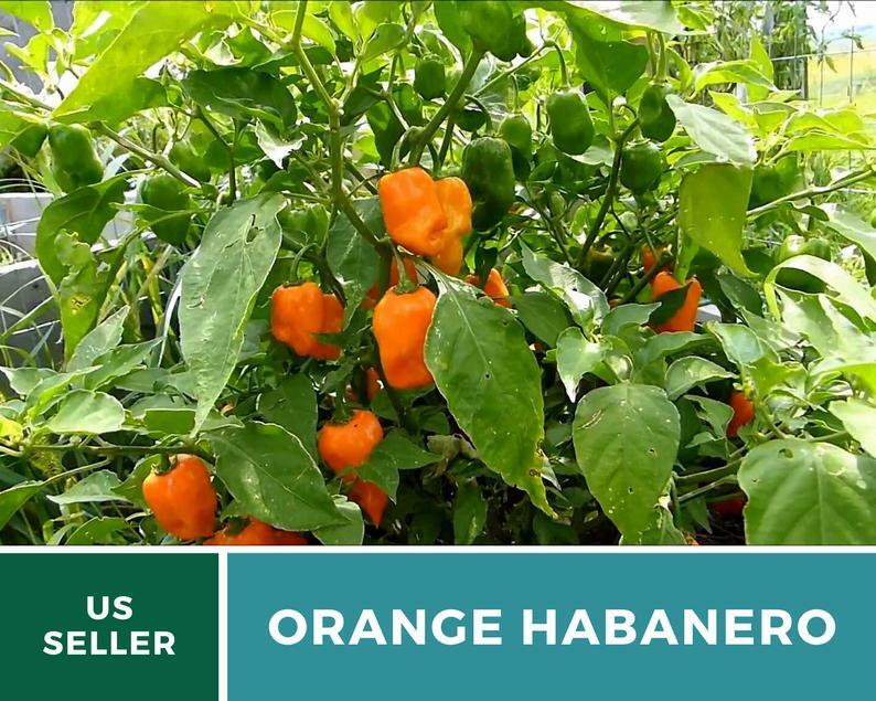 Pepper, Habanero Orange – 30 Seeds – Easy to Grow – Heirloom – GMO Free