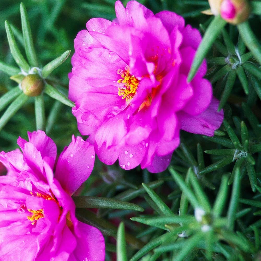 QAUZUY GARDEN Mixed Moss Rose Seeds 1000 Seeds ‘Portulaca Grandiflora’ Flower…