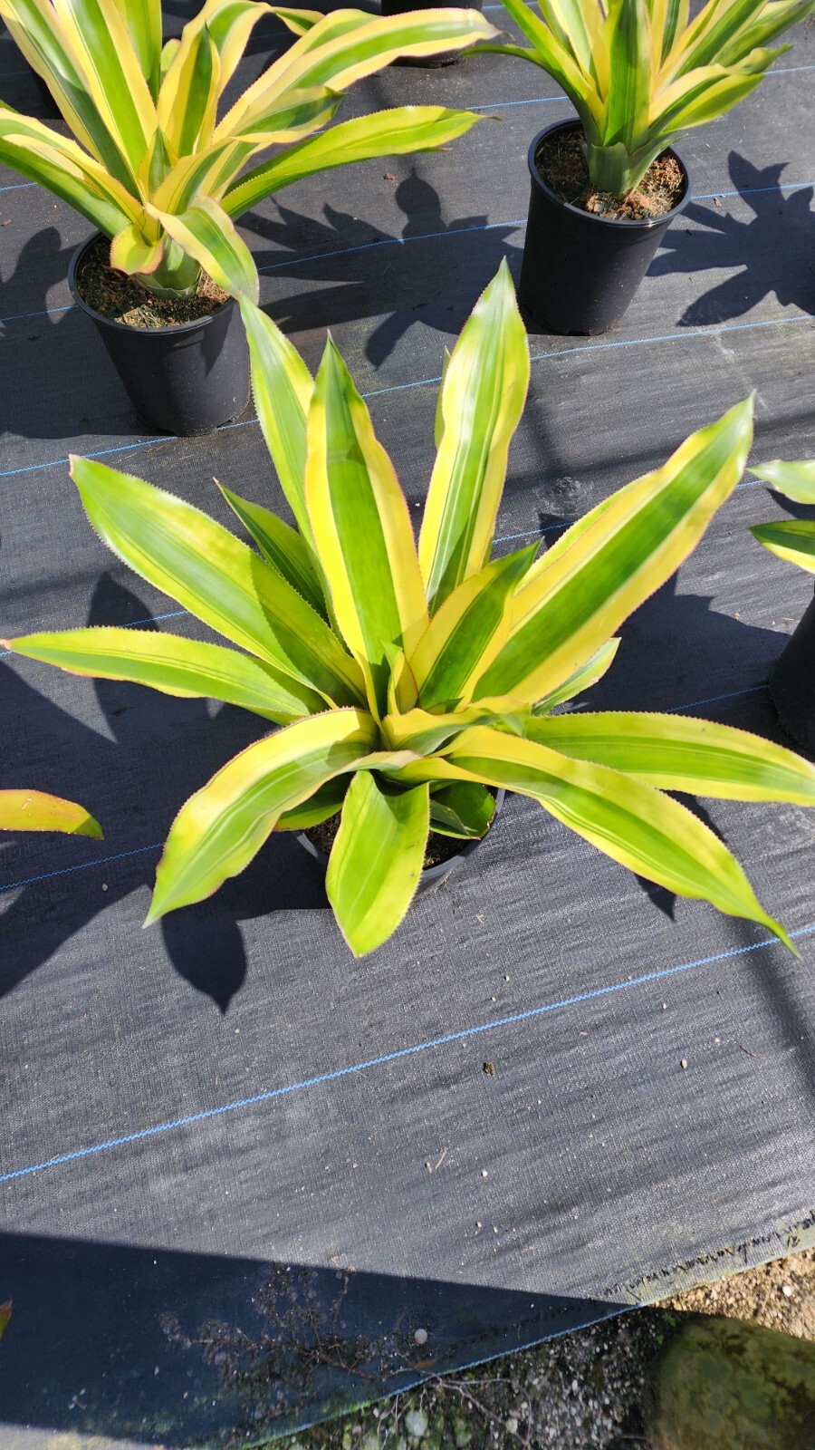 Aechmea Mexicana Albo 9″ pot – live plant