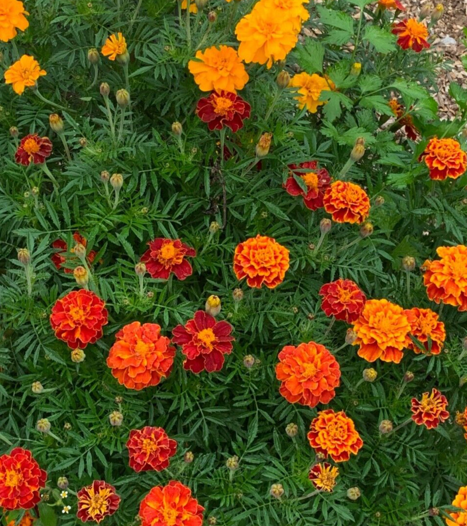 Marigold seeds – Sparky Mix colors – 200 seeds